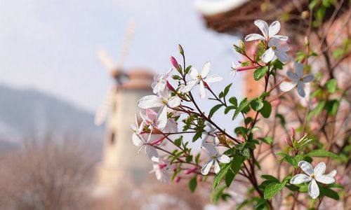 风车茉莉在山东冬天能越冬吗