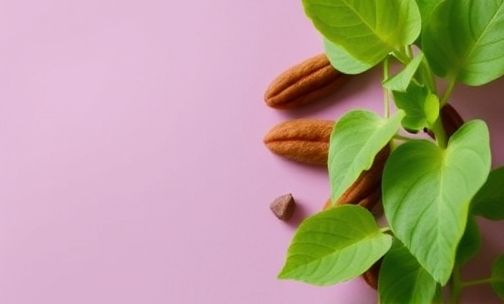 车前草对妇科炎症有作用吗