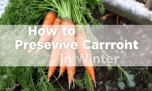 冬天车厘子怎么保存