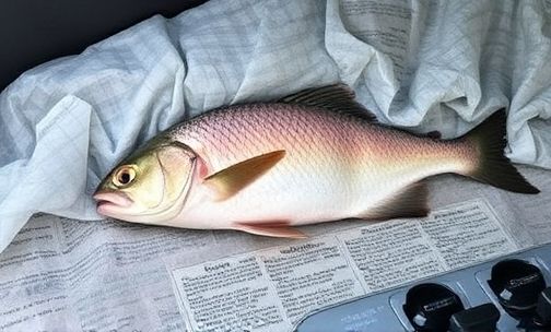 车内有死鱼恶臭味怎么去除
