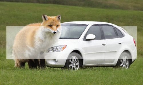 福克斯两厢 2011 款与同级别车型相比有何优势?