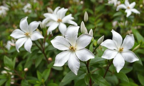 风车茉莉养几年开花